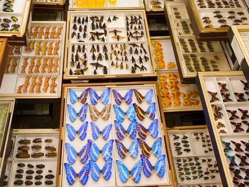 U.S. National Entomology Collections, Natural History Museum Butterfly collection, Entomology, Natural History Museum