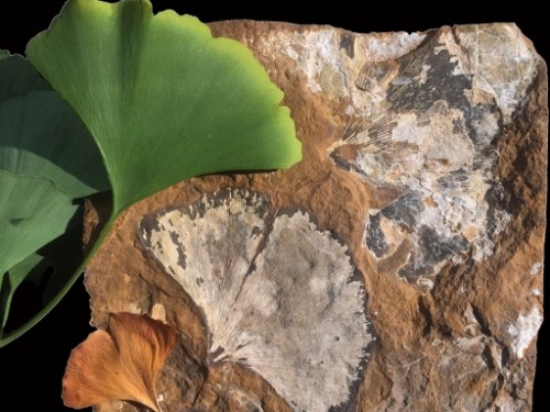 A green gingko leaf next to fossil gingko leaves.