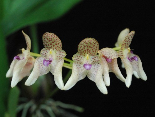 delicate orchid